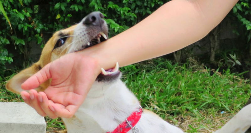 Your Legal Rights After a Dog Bite